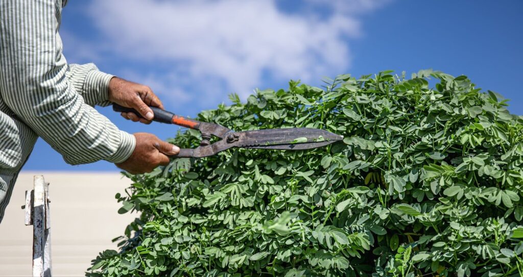 A gardener trims a lush green hedge with large manual shears under a bright blue sky, concept of professional tree trimming and maintenance.