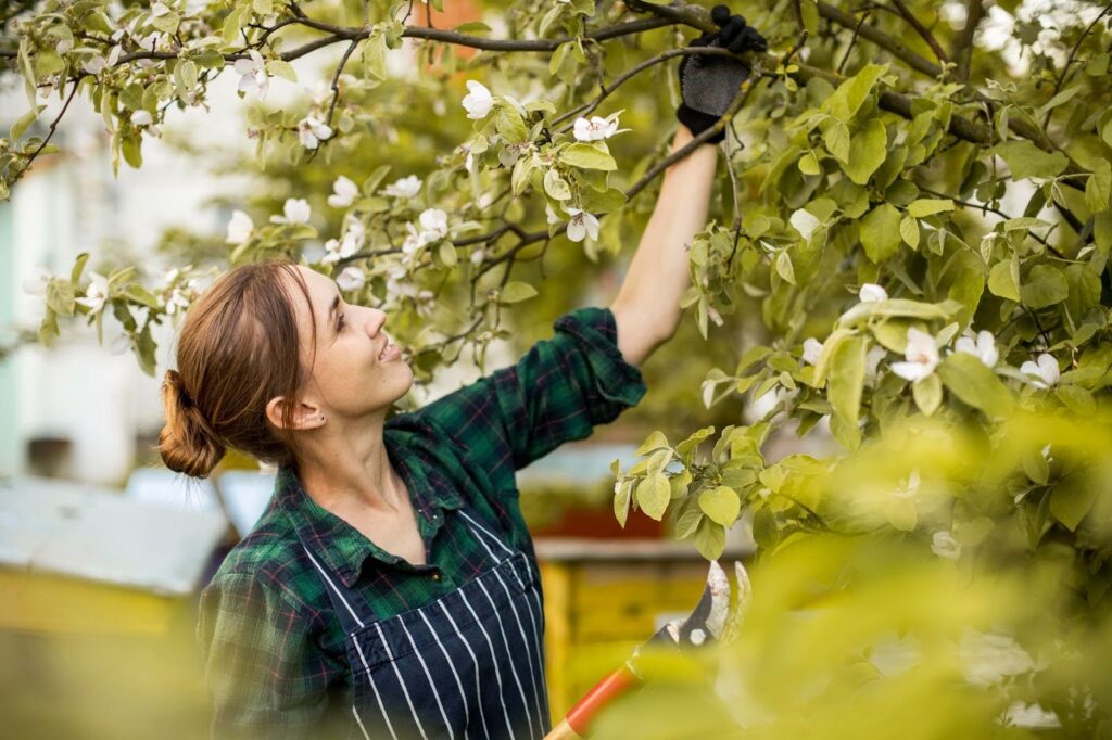 A professional wearing an apron and gloves trims branches from a flowering tree in a garden, tree trimming and seasonal pruning work.